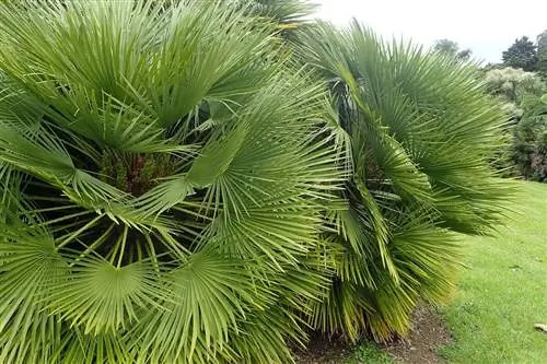 Сердцевину пальмы размножают семенами или черенками.