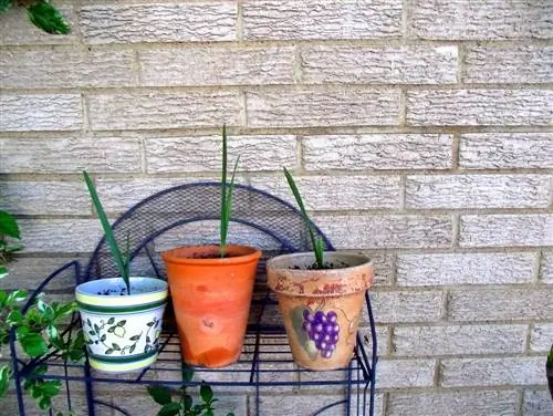 Как размножаются пальмы?