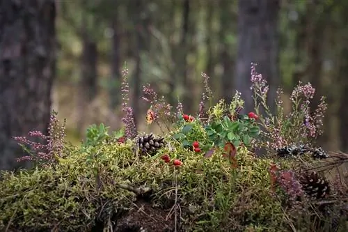 Значение растений очень велико из-за нескольких факторов