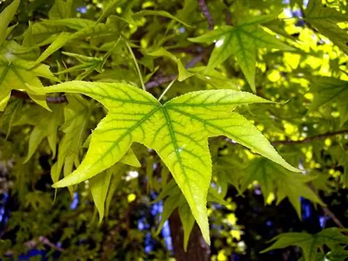 Листья становятся хлоротичными, если им не хватает питательных веществ.