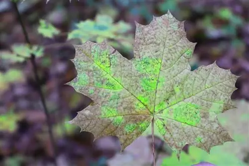 Почему у растений чернеют листья?