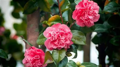 Камелии: уход и размножение