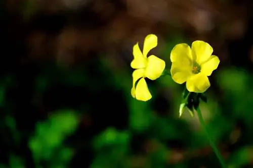 Уход за уксусом