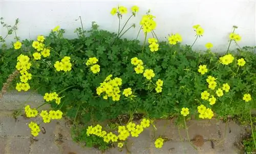 Уксусный полив