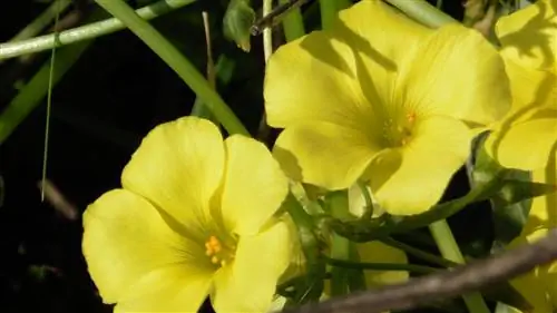 Уксус (Oxalis pes-caprae)