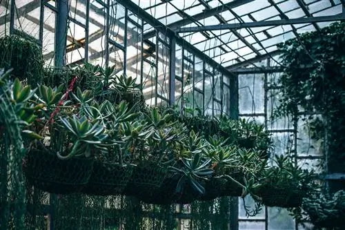 Как ухаживать за висячими суккулентами