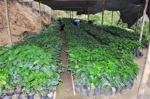 Что нужно для выращивания кофе