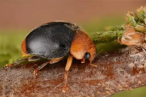 мучная божья коровка