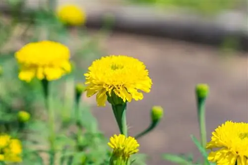 Растениям нужен свет, чтобы расти