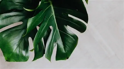 Вы можете очистить листья ваших растений молоком