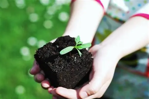 Как ухаживать за растениями?