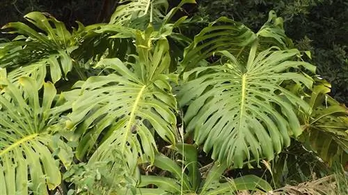 Вид на монстеру деликатесную