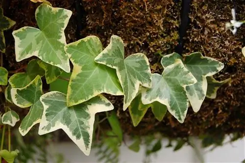 Hedera helix, вьющееся растение для комнатных растений.