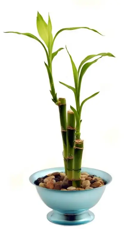 Dracaena_sanderiana