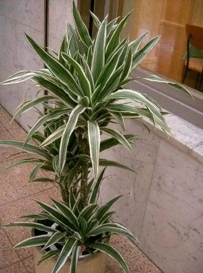 Образец Dracaena deremensis
