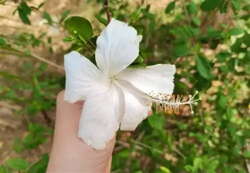 Гибискус - небольшой кустарник