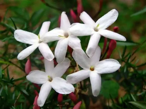 Китайский жасмин - лиана с маленькими белыми цветками.