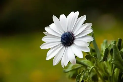 Диморфотека - травянистое растение, цветущее весной и летом.