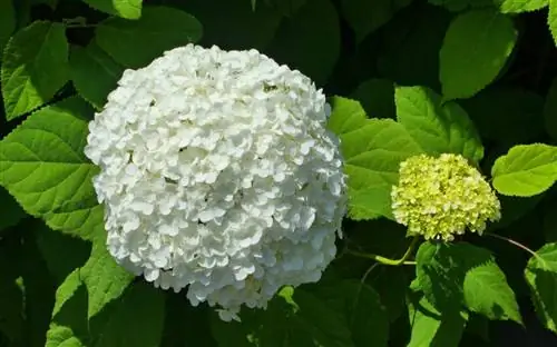 Снежок - это кустарник с белыми цветами.