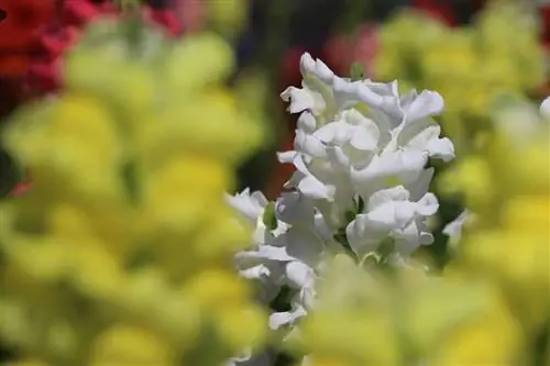 Пасть дракона