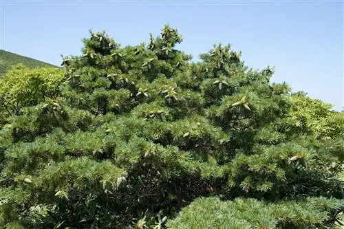 Карликовая сосна - вечнозеленое хвойное дерево