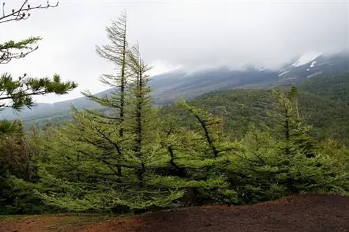 Лиственница японская - крупное хвойное дерево.