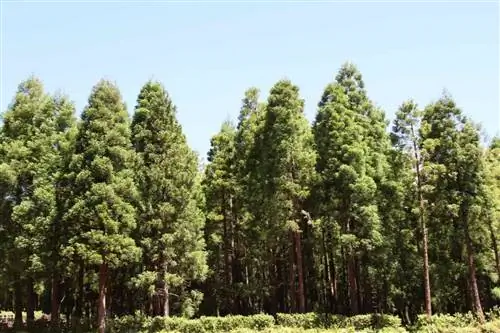 Криптомерия - растение родом из Японии.
