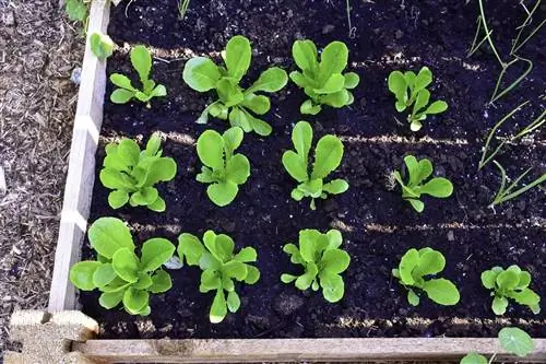 Когда вы начинаете сажать сад