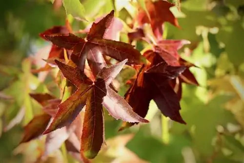 Уход за сладкой жевательной резинкой