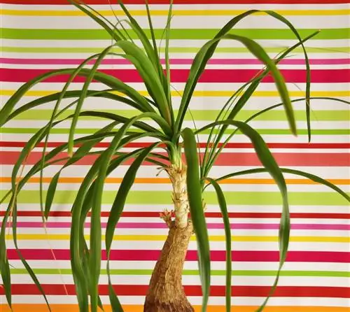 уход за ногами слона