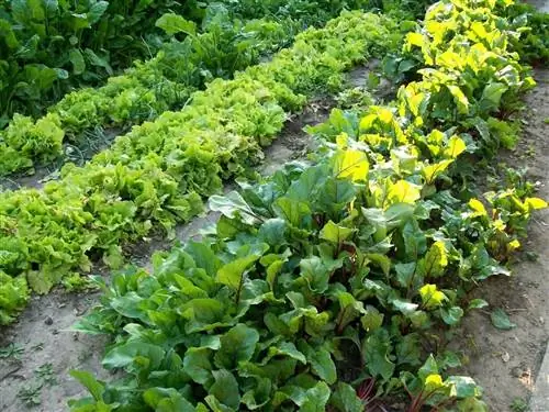 Что это такое и как использовать нитрат кальция в сельском хозяйстве?