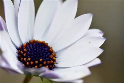 диморфотическая обрезка