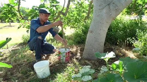 побеленные деревья