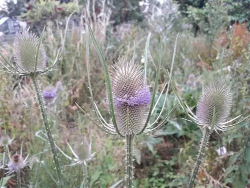 Поле, полное Dipsacus fullonum