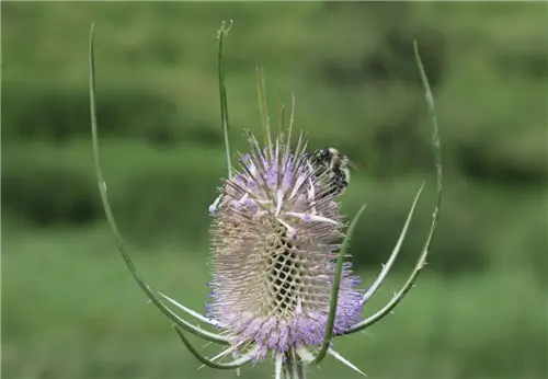 пчела на цветке Dipsacus fullonum
