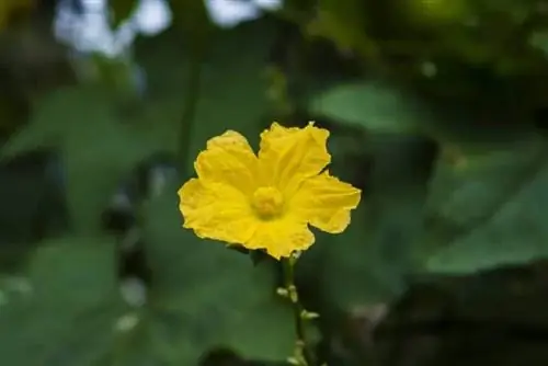 Цветок губки из люфы или Luffa cylindrica