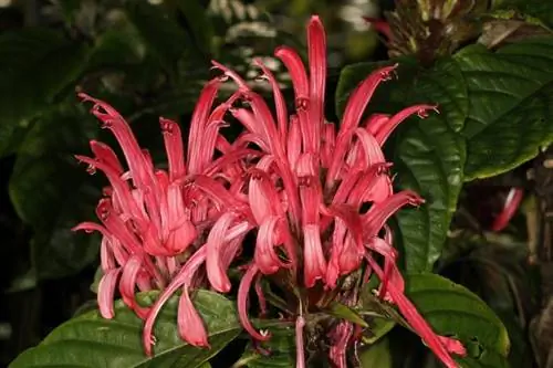 Цветы справедливости карнеа