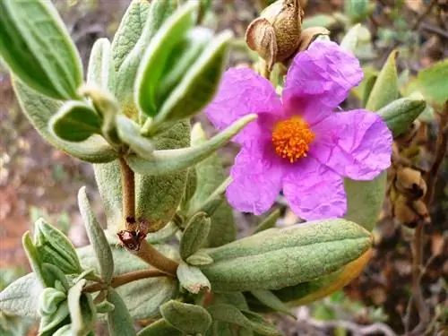 Картахенские цветы ладанника