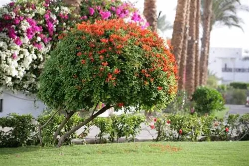 оранжевая бигнония