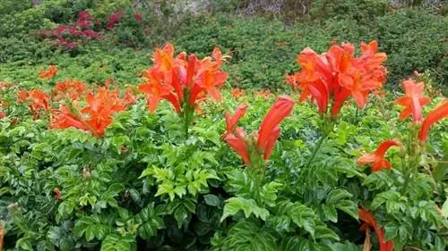 Текомария или бигнония оранжевая (Tecoma capensis)