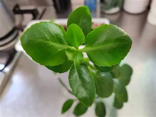 изображение зеленых листьев растения под названием пилея