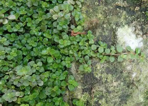 кустарник, который можно найти в почве под названием Pilea depressa