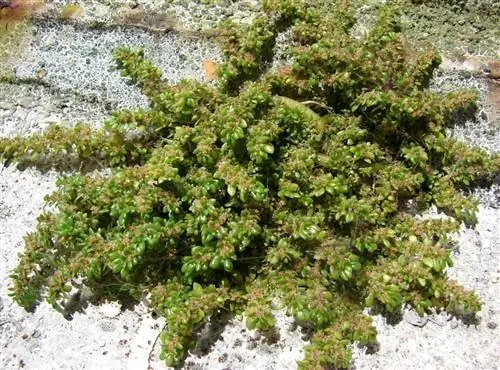 Гигантские детские слезы (Pilea depressa)