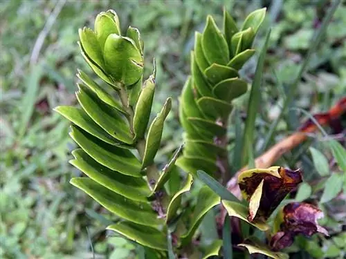 Характеристики замиокульки