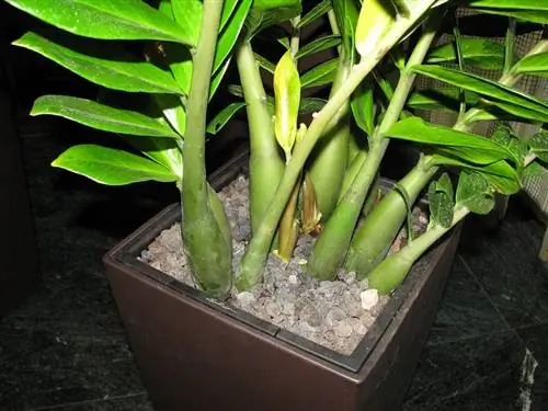 Уход, в котором нуждается замиокулька