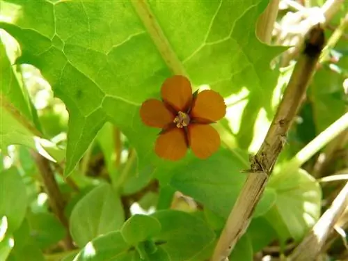 Характеристики Anagallis Arvensis