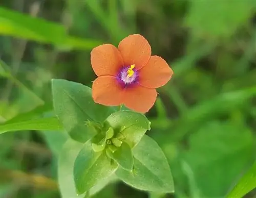 Уход за Anagallis arvensis