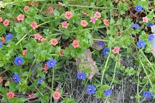 Использование Anagallis Arvensis
