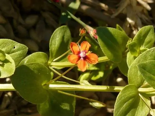 Anagallis arvensis: уход