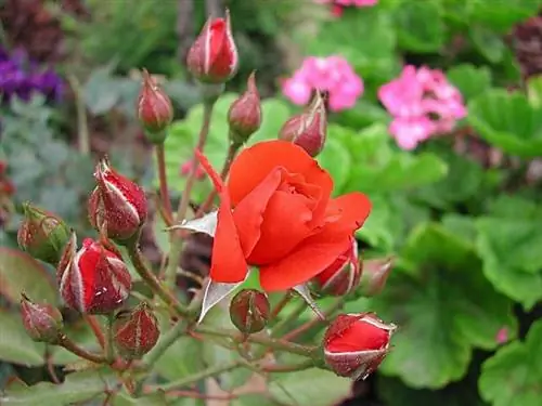 морозник